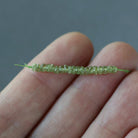 3mm Rare Demantoid Garnet Beads – Micro Faceted Rondelle Natural Gemstone